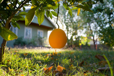 Close-up of fruits hanging on tree