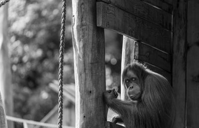 Portrait of young woman in zoo