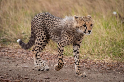 Cheetah cub on field in forest