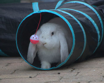 Close-up of white dog eating outdoors