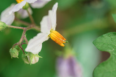 Close-up of butterfly pollinating on flowering plant