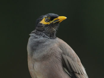 Close-up of a bird against black background