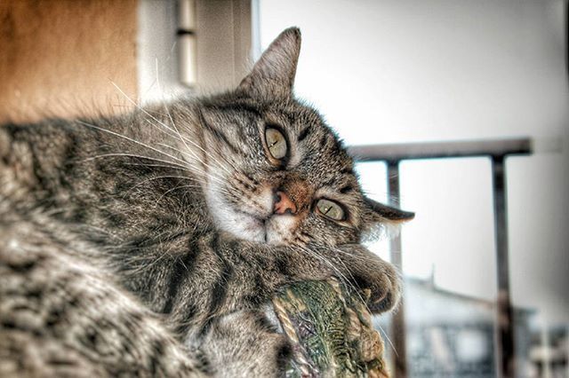 domestic cat, cat, feline, pets, domestic animals, mammal, one animal, animal themes, whisker, indoors, close-up, focus on foreground, relaxation, home interior, resting, animal head, selective focus, portrait, tabby, no people