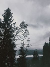 Low angle view of pine trees against sky