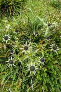 Close-up of fresh green plants