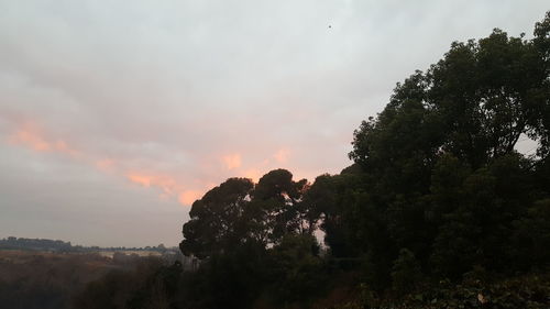 Low angle view of silhouette trees against sky during sunset