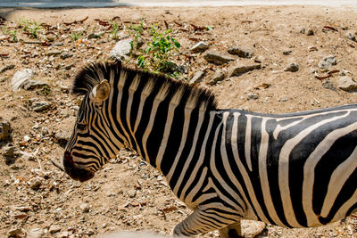 Side view of a zebra