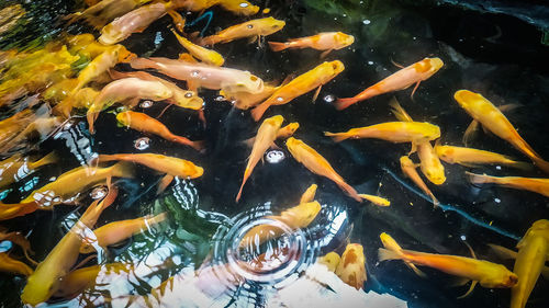 High angle view of koi carps swimming in pond