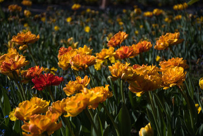Close-up of yellow flowering plants on field