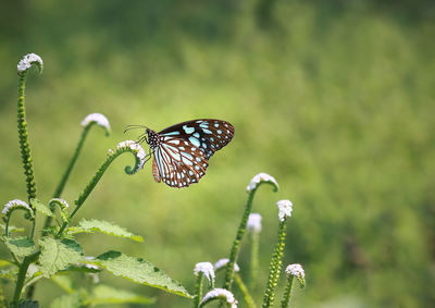 Close-up of butterfly pollinating on flower