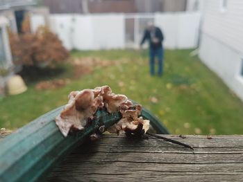 Close-up of mushrooms on green hose wood