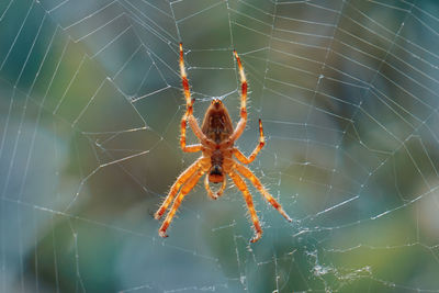 spider web
