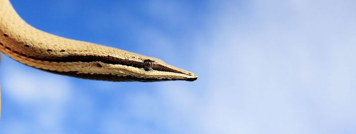 Close-up of lizard against blue sky