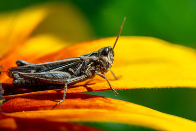 Grasshopper resting on rudbeckia flower in garden