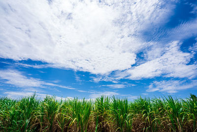 Crops growing on field against sky