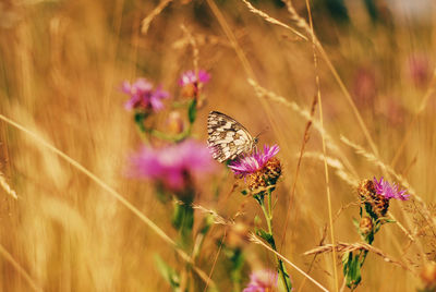 Close-up of butterfly on purple flower on field