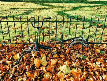 Leaves on field