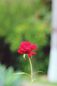 Close-up of red flower blooming outdoors