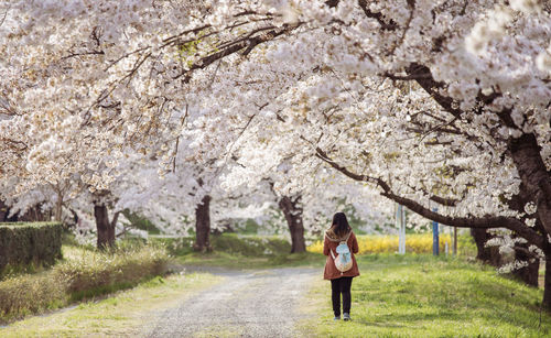 Full length rear view of woman walking by cherry tree at park