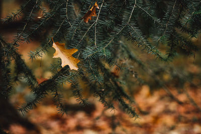 Oak leaf on branches during autumn