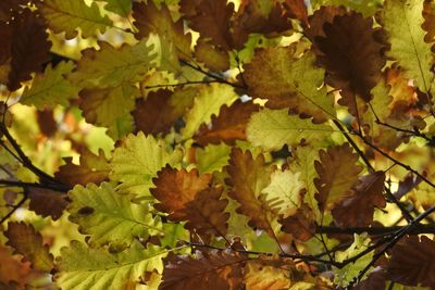 Full frame shot of maple leaves