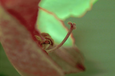 Close-up of flower plant