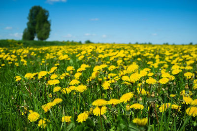 Scenic view of oilseed rape field