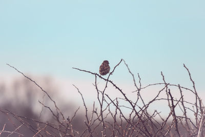 Low angle view of bird perching on branch against sky