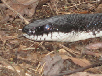 Close-up of snake