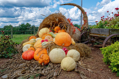 Pumpkins on field