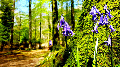 Close-up of purple flowers