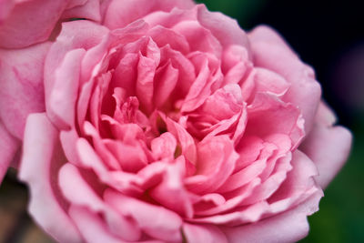 Close-up of pink rose