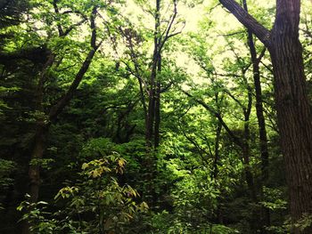 Trees in forest