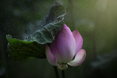 Close-up of wet pink flower blooming outdoors