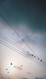 Low angle view of birds flying against sky