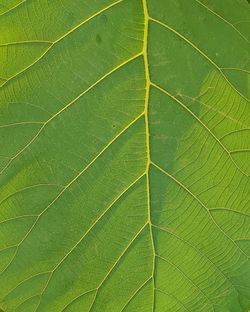 Full frame shot of leaf