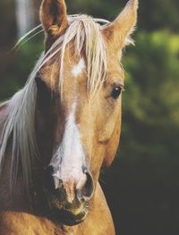 Portrait of a horse