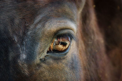 Close-up on brawn horse eye