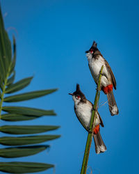 Low angle view of bird perching on branch