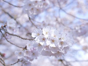 Low angle view of cherry blossom tree