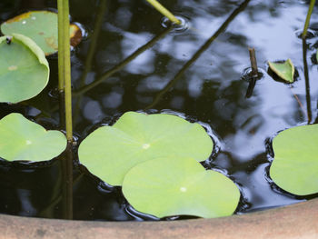 Close-up of lotus water lily in lake