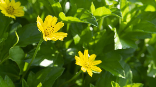 Close-up of yellow flowering plant