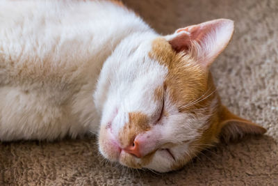 Close-up of cat sleeping