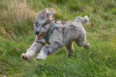 Dogs on grassy field