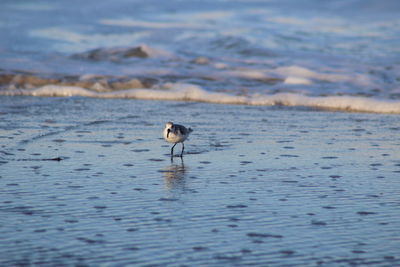 Bird in a lake