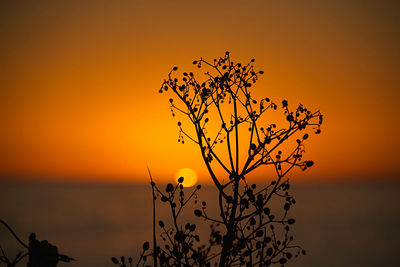 Silhouette plant against sea during sunset