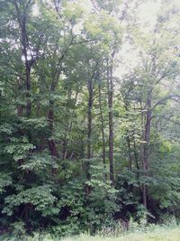 Trees in forest