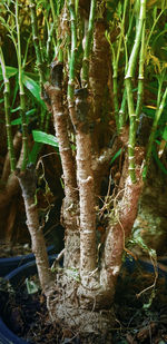 Close-up of tree trunk in forest