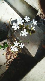 Close-up of flowers