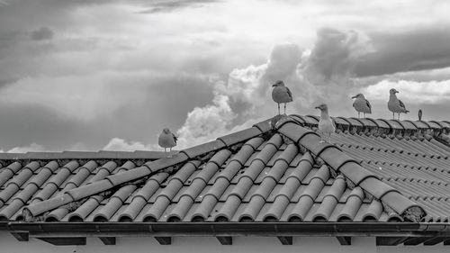 Low angle view of birds on roof of building against sky